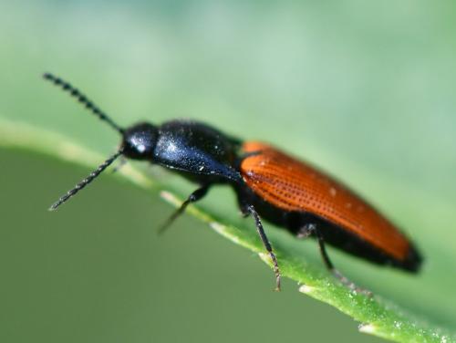 Réf. 252 917 : Ampedus elongatulus